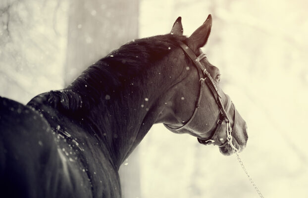 Het helpen van uw paard in de winter