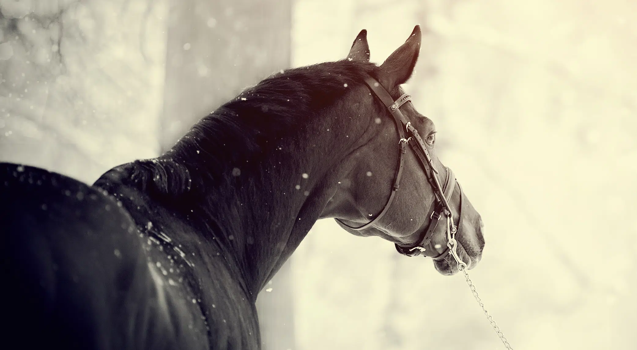 Aider votre cheval en hiver