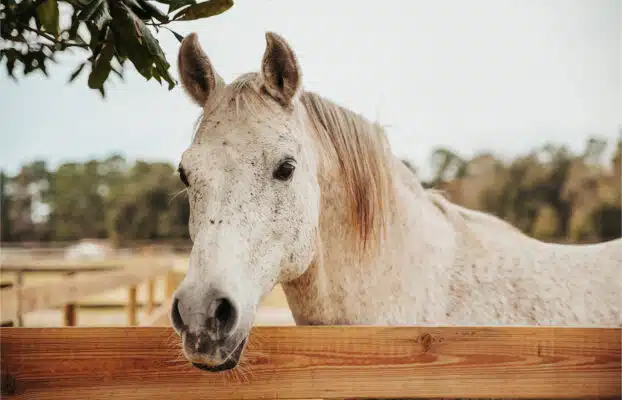 De behoeften van het oude paard