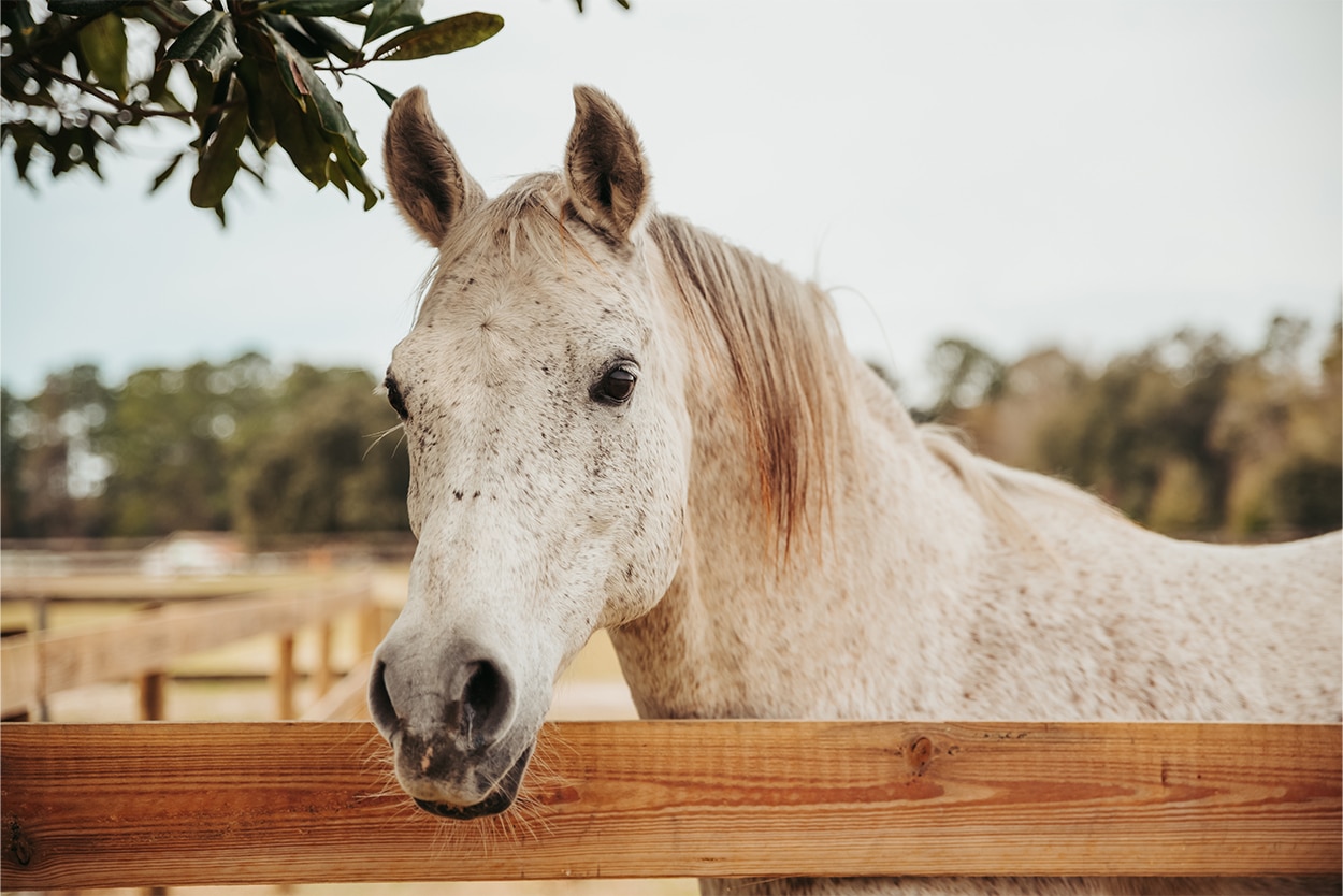 Les besoins du cheval âgé