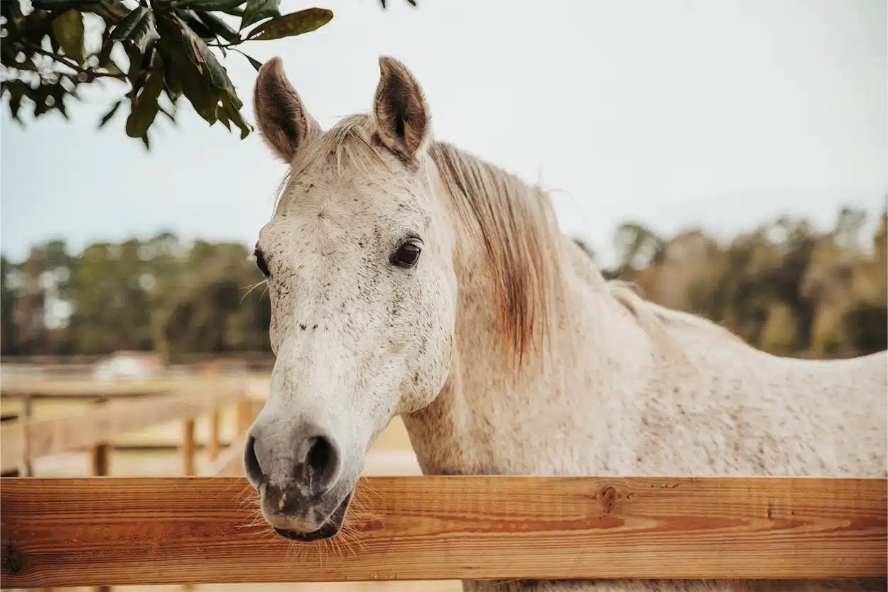 De behoeften van het oude paard